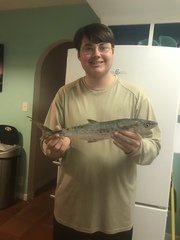 Scomberomorus maculatus