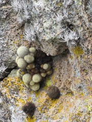 Mammillaria densispina