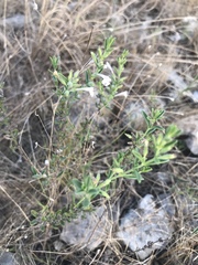 Hedeoma reverchonii