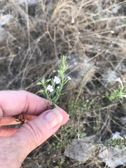 Hedeoma reverchonii