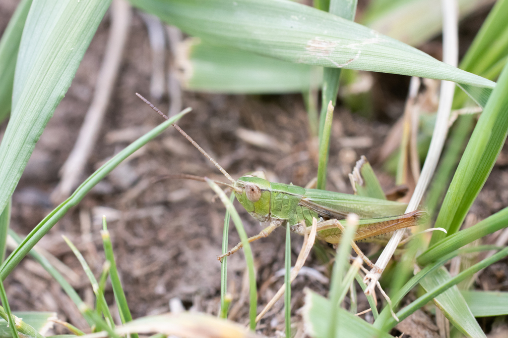 Chorthippus kegenicus