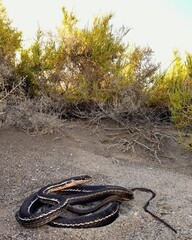 Baja California Striped Whip Snake photo 1