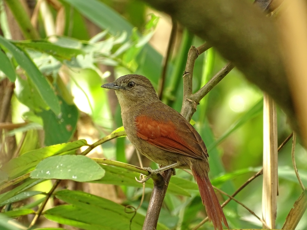 Plain-crowned Spinetail photo
