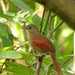 Plain-crowned Spinetail - Photo (c) Tomaz Nascimento de Melo, some rights reserved (CC BY-NC-ND), uploaded by Tomaz Nascimento de Melo