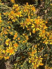 Senecio rudbeckiifolius