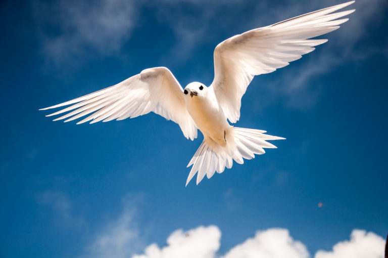 Little White Tern