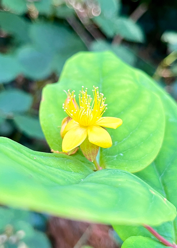 Hypericum androsaemum, International Politics Building, Aberystwyth, Wales, GB