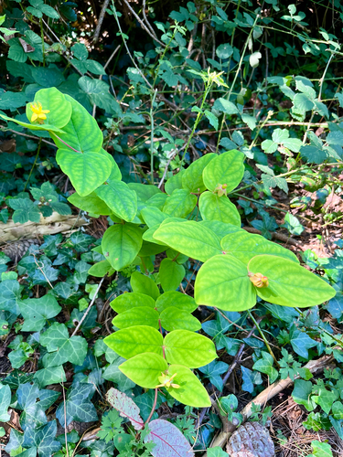 Hypericum androsaemum