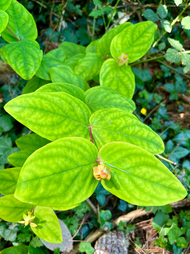 Hypericum androsaemum