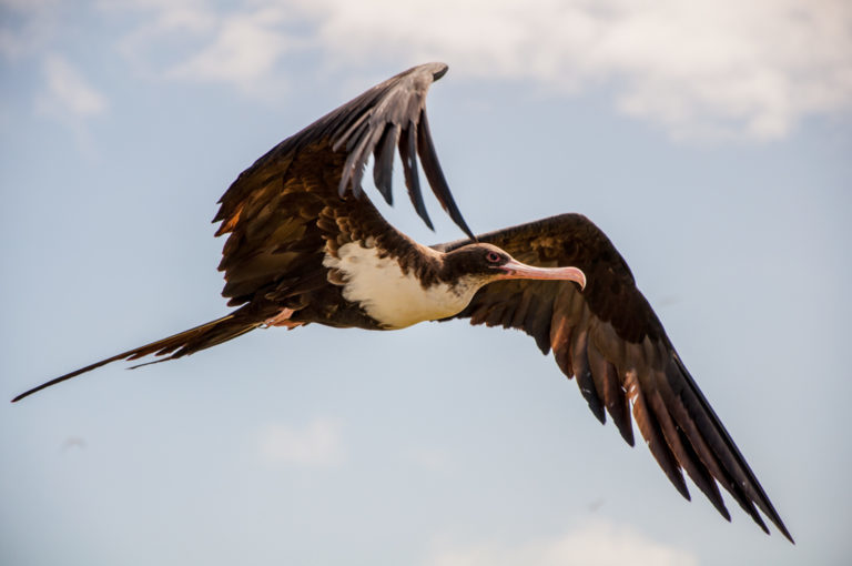 Great Frigatebird