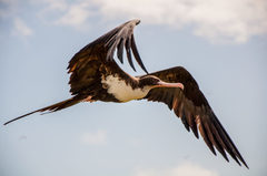 Great Frigatebird photo 3