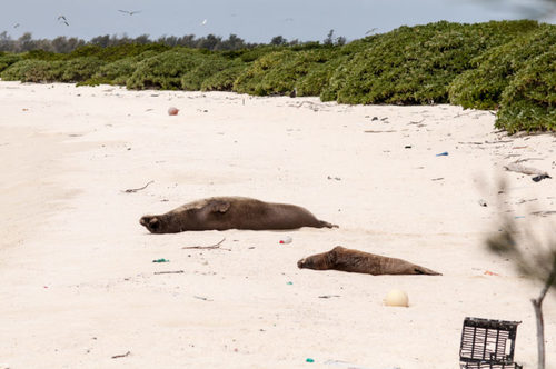 Hawaiian Monk Seal