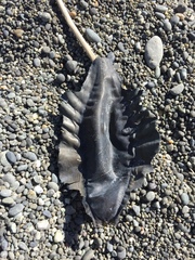 Callorhinchus milii