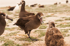 Black-Footed Albatross photo 1