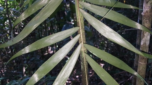 Dypsis sahanofensis