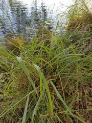 Paspalum dilatatum