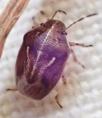 Neottiglossa undata