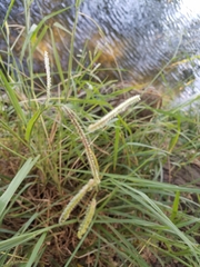 Paspalum dilatatum