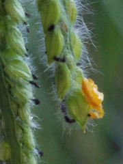 Paspalum dilatatum