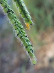 Paspalum dilatatum
