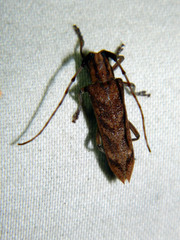 Saperda obliqua