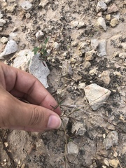 Boerhavia linearifolia