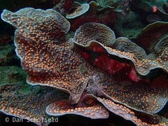 Mycedium elephantotus