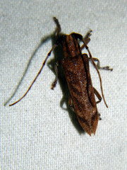 Saperda obliqua