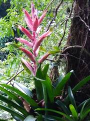Tillandsia yunckeri