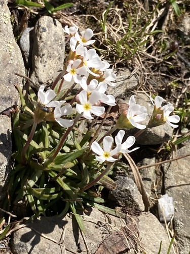 Androsace adfinis (Androsace adfinis)