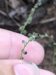 Chenopodium cycloides