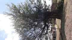 Ficus thonningii