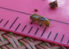 Ips grandicollis