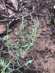 Chenopodium cycloides
