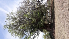 Ficus thonningii