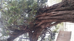 Ficus thonningii