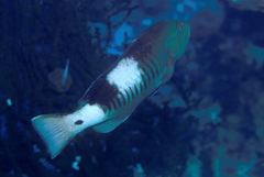 Gracila albomarginata
