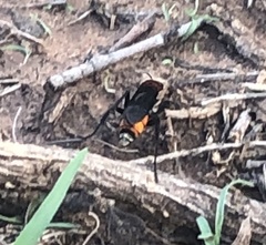 Psorthaspis sanguinea