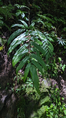 Coniogramme intermedia, photograph 4
