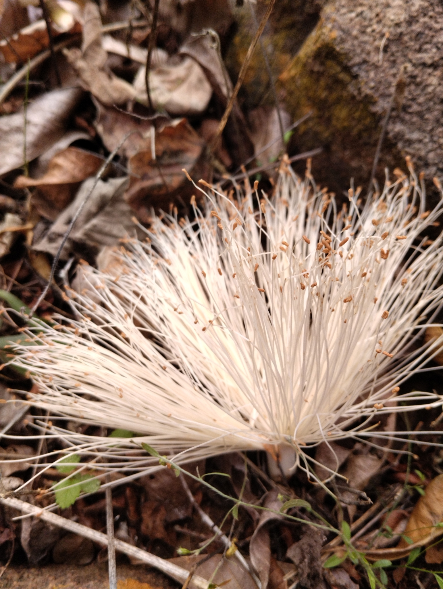 Pseudobombax parvifolium