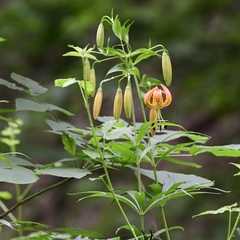 Lilium superbum