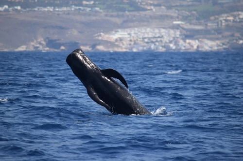 Short-finned Pilot Whale