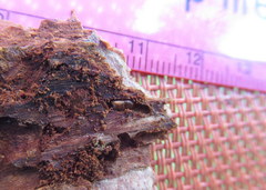 Ips grandicollis