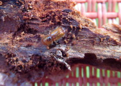 Ips grandicollis