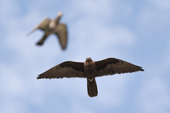 Black Falcon photo 3
