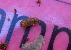 Ips grandicollis
