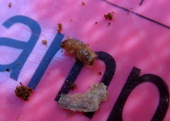 Ips grandicollis
