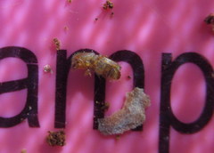 Ips grandicollis