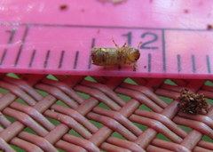 Ips grandicollis