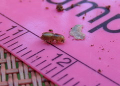 Ips grandicollis